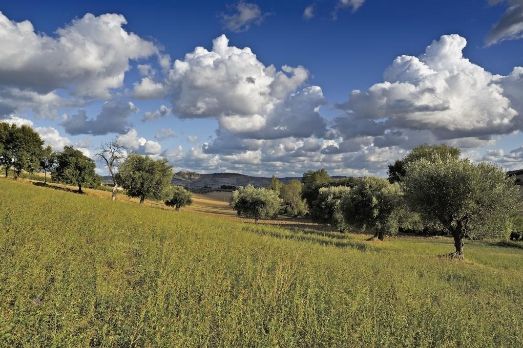 Agriturismo Il Gelso Antico Affittacamere Recanati Esterno foto