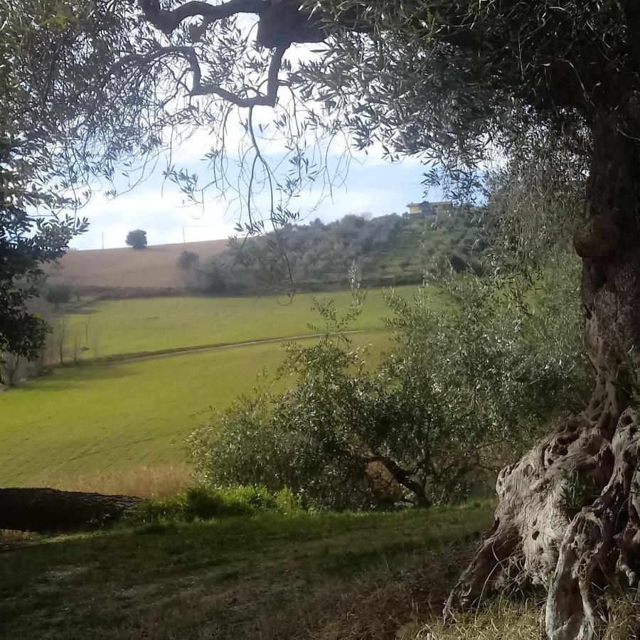 Agriturismo Il Gelso Antico Affittacamere Recanati Esterno foto