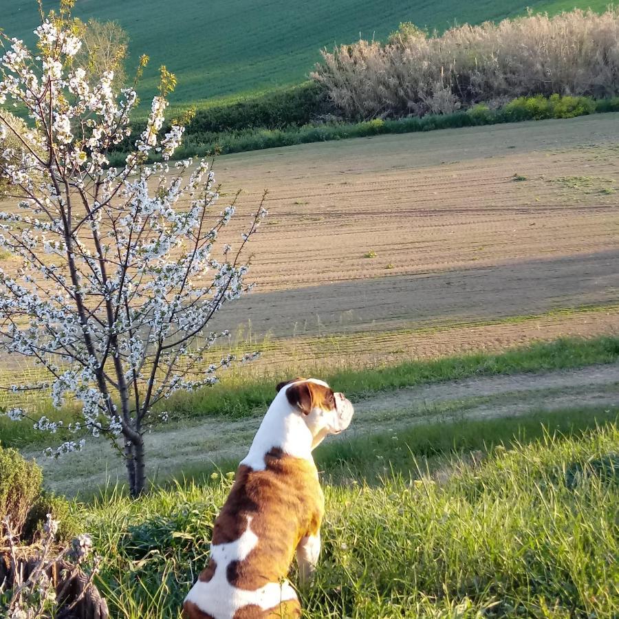 Agriturismo Il Gelso Antico Affittacamere Recanati Esterno foto