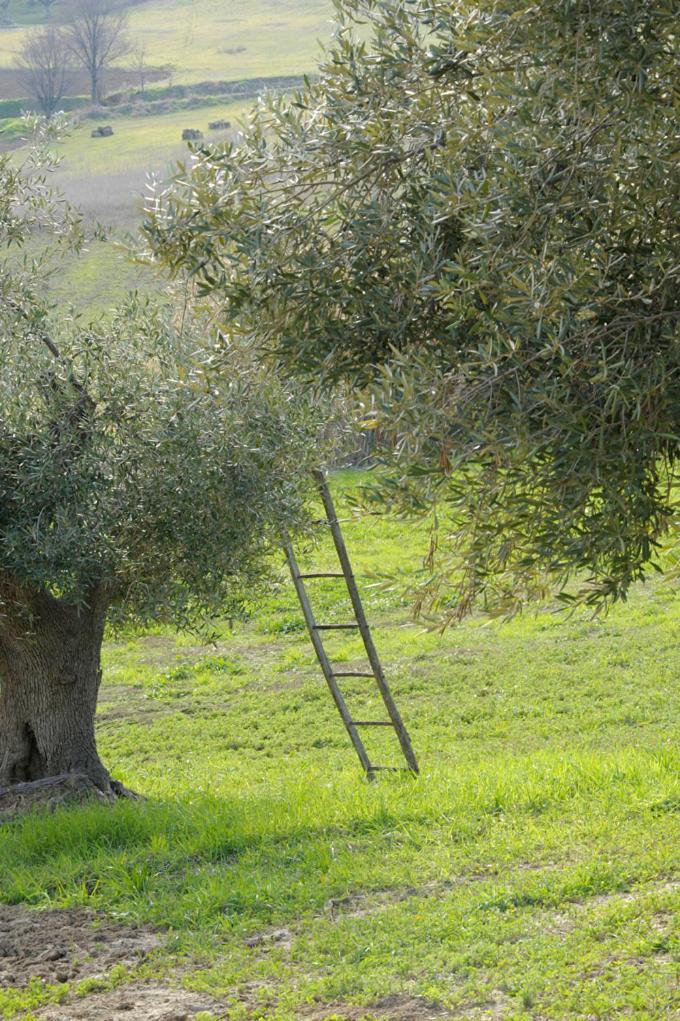 Agriturismo Il Gelso Antico Affittacamere Recanati Esterno foto